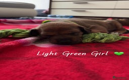 Mixed Breed dogs for sale: Doberman X XL Bully  - Image 10