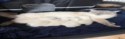 Ragdoll cats for sale: Ragdoll kittens blue points  - Advert 7