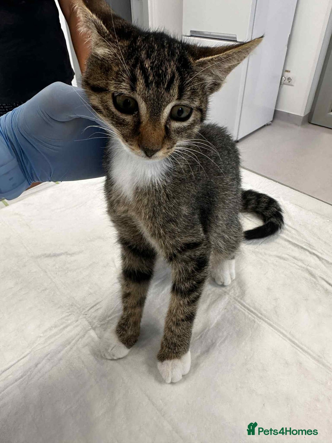 Mixed Breed cats for adoption: Stripes for adoption - Image 6
