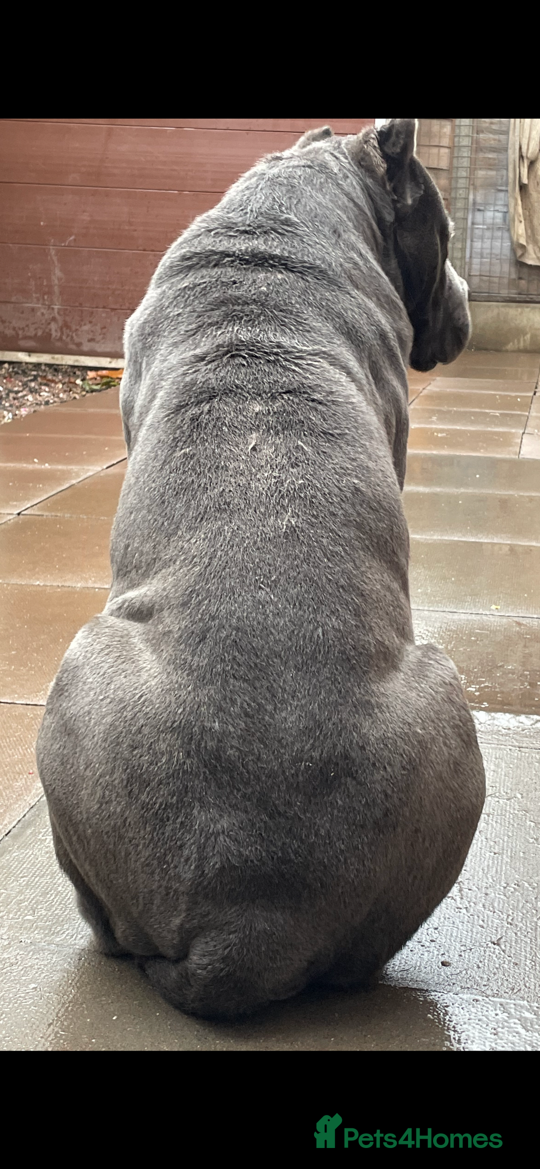 Cane Corso dogs for sale: CANE CORSO TOP QUALITY STRAJANO BLOODLINE FERMINTO - Advert 23
