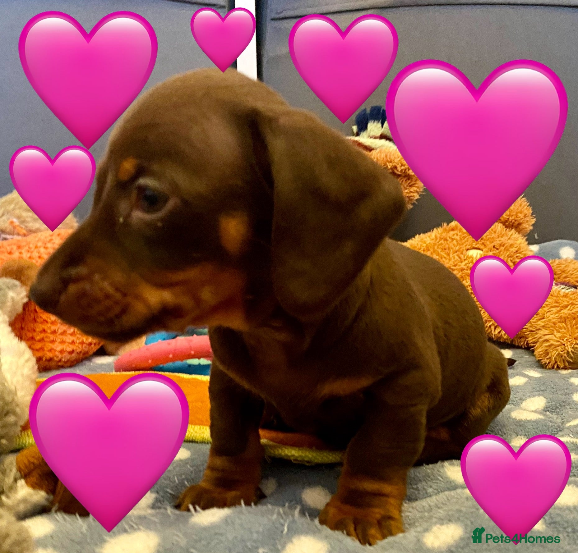 Miniature Dachshund dogs READY  NOW  1 Male & 1 Female - Advert 12