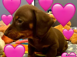 Miniature Dachshund dogs READY NOW 1 Male & 1 Female - Advert 12