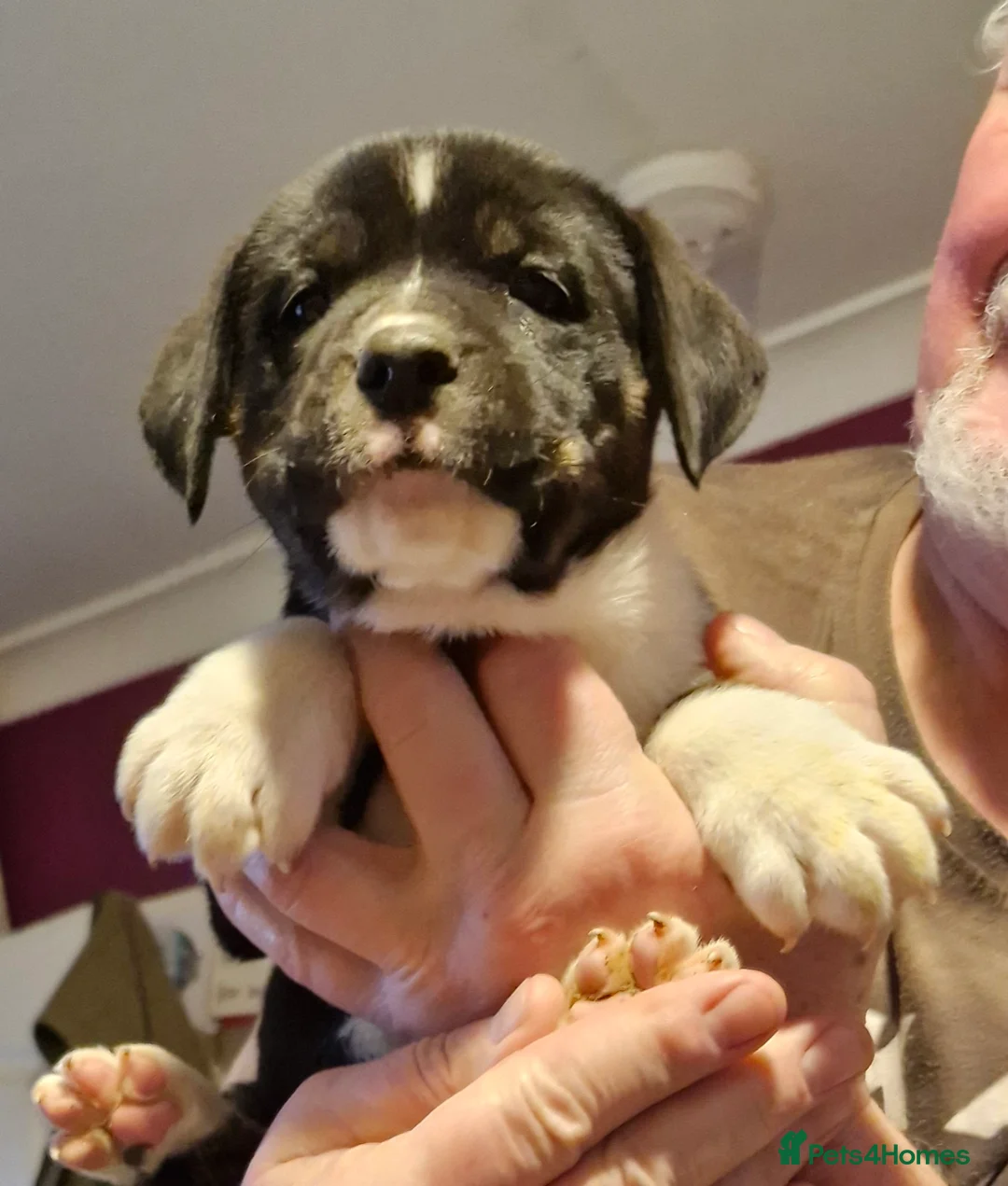 Mixed Breed dogs for sale: Lovely pressa -dog de bordeaux pups - Advert 6