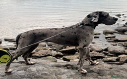 Great Dane dogs for sale: Stunning 14-month-old female merle Great Dane - Image 3