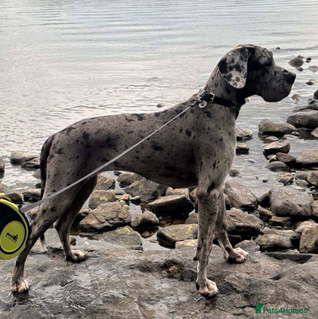 Great Dane dogs for sale: Stunning 14-month-old female merle Great Dane - Image 3