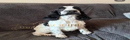 Cocker Spaniel dogs for sale: Last SHOW quality girl  - Advert 10
