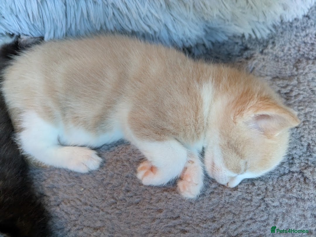 Domestic Shorthair cats for sale: Gorgeous Trio of Kittens to go together - Image 6