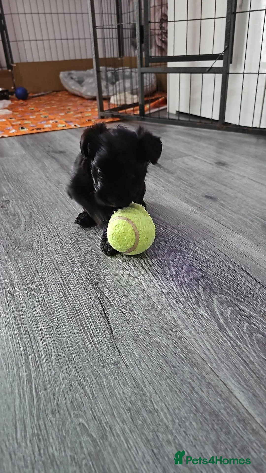 Yorkiepoo dogs for sale: Yorkipoo  - Advert 1