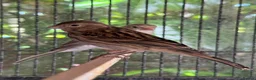 Canaries birds for sale: Canaries  - Advert 9
