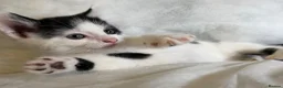 Mixed Breed cats for sale: 3 x Black & white kittens, 1 x boy, 2 x girl in Port Talbot - Advert 4
