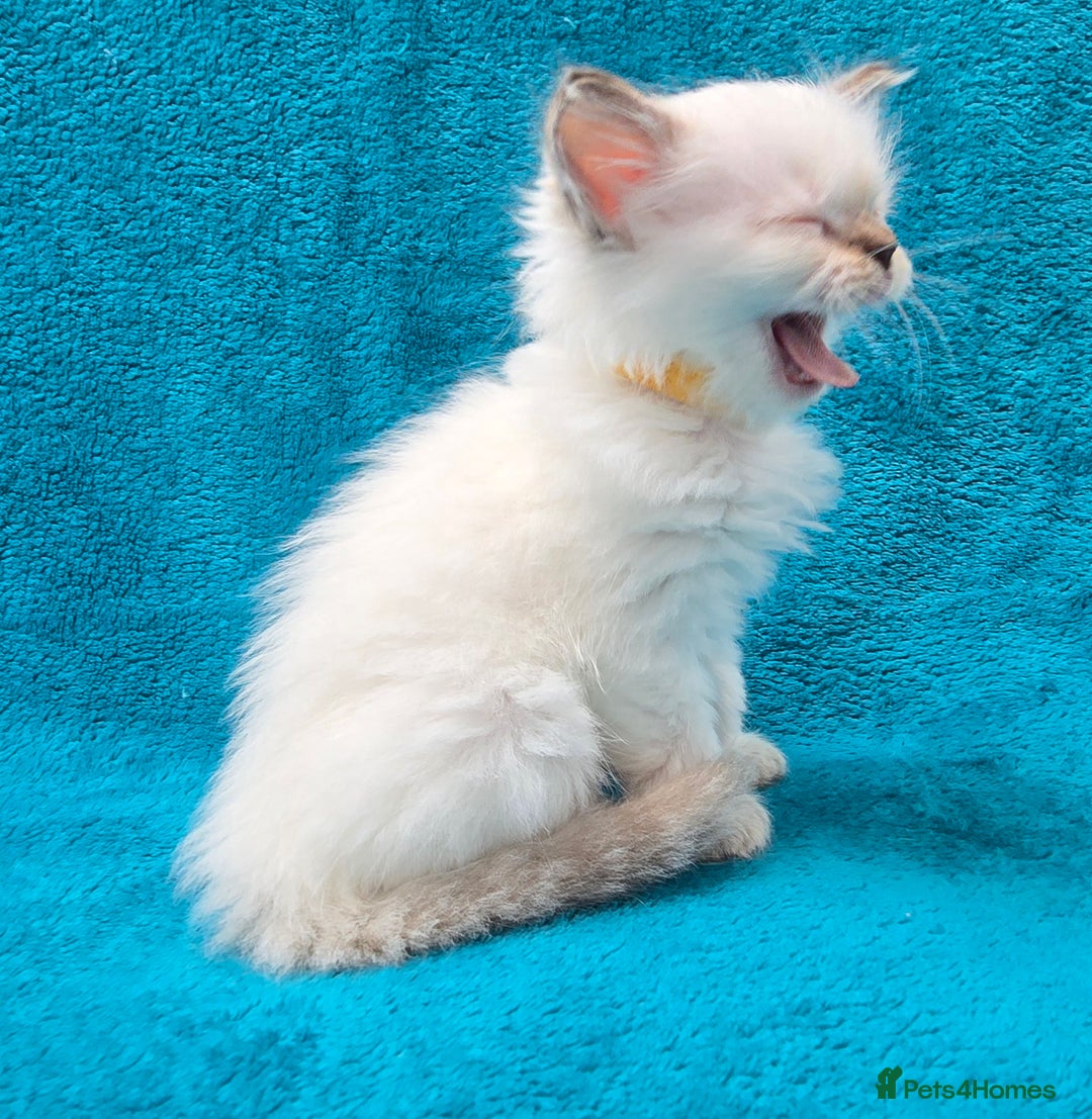 Ragdoll cats for sale: PEDIGREE GCCF REG CHAMPION LINE RAGDOLL KITTENS - Image 12