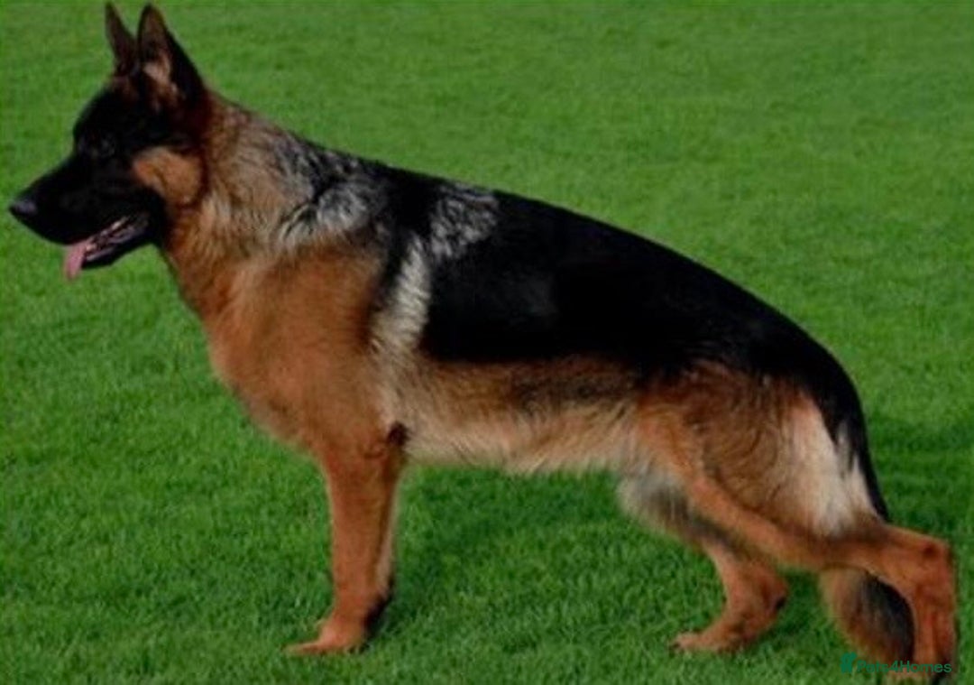 German Shepherd dogs for sale: 2 outstanding Males  - Advert 3