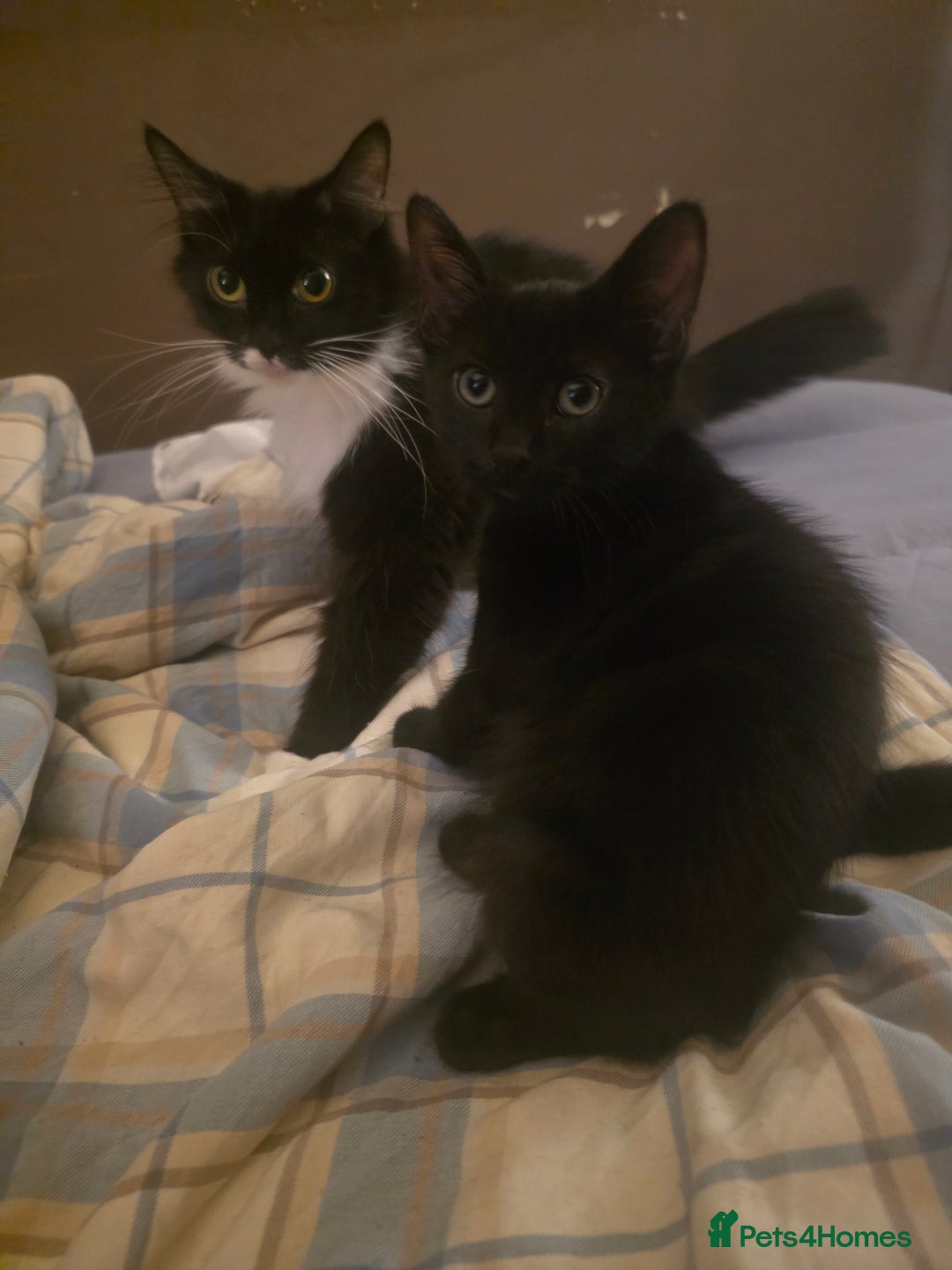 British Shorthair cats for sale: Last kitten - Advert 2