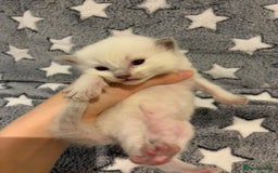 Ragdoll cats for sale: 🐾 5 Beautiful Ragdoll Kittens - Parents GCCF 🐾 - Image 19