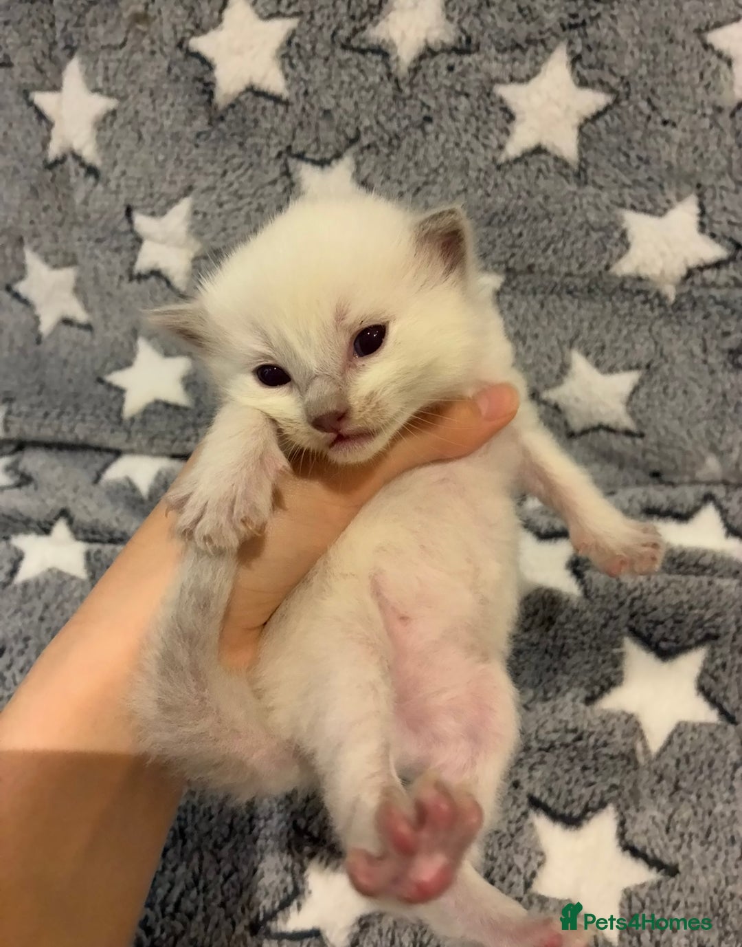 Ragdoll cats for sale: 🐾 5 Beautiful Ragdoll Kittens - Parents GCCF 🐾 - Image 19