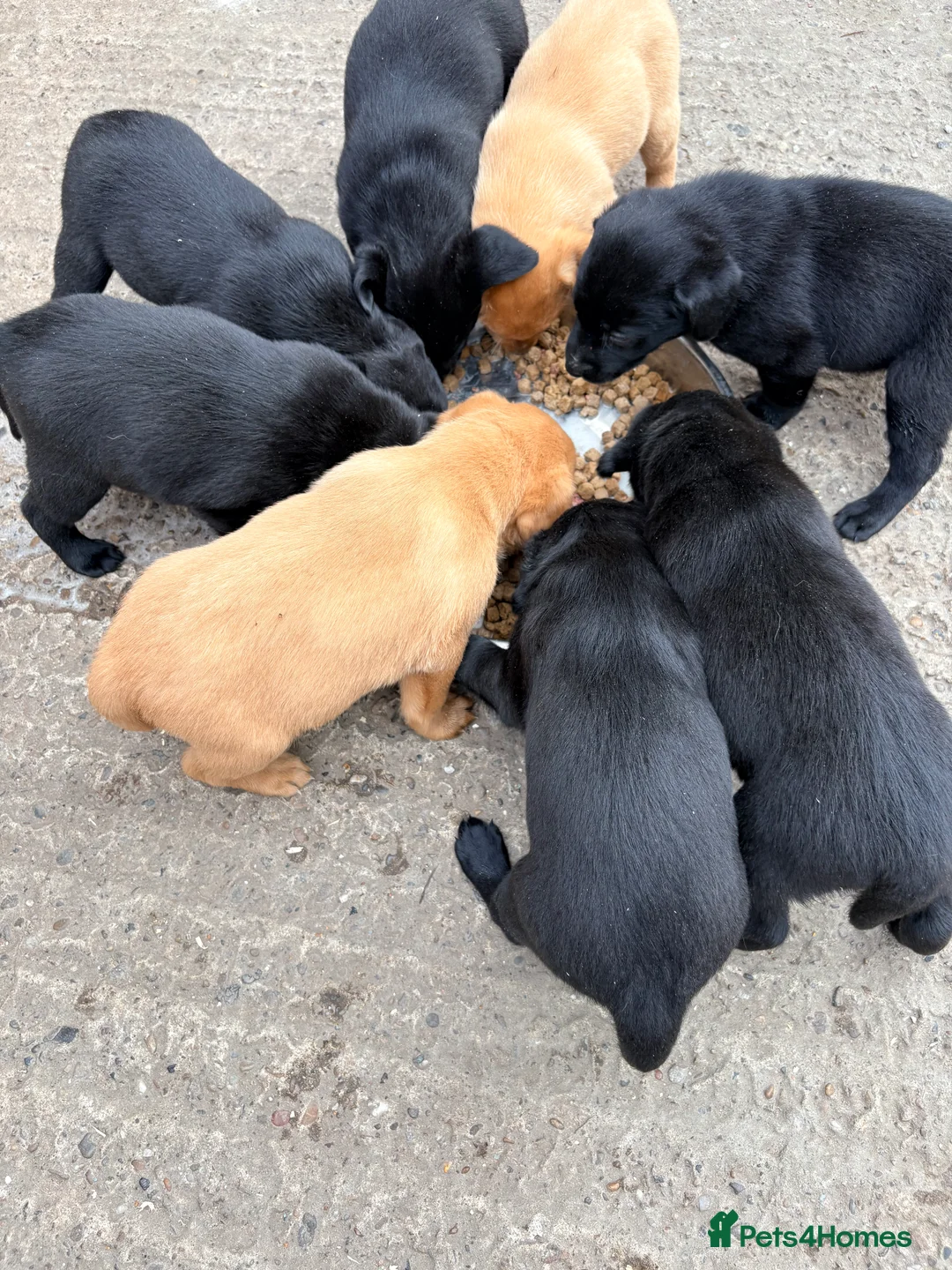 Labrador Retriever dogs for sale: Labrador in York - Advert 2