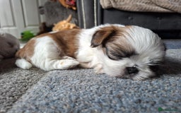 Shih Tzu dogs for sale:  ShihTzu puppies 1 girl  - Image 4