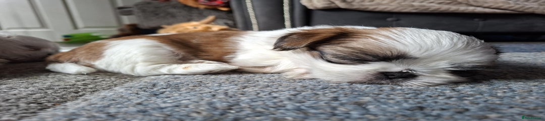 Shih Tzu Puppy 1