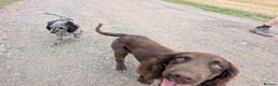 Sprocker dogs for sale: Male sprocker for sale £400 - Advert 5