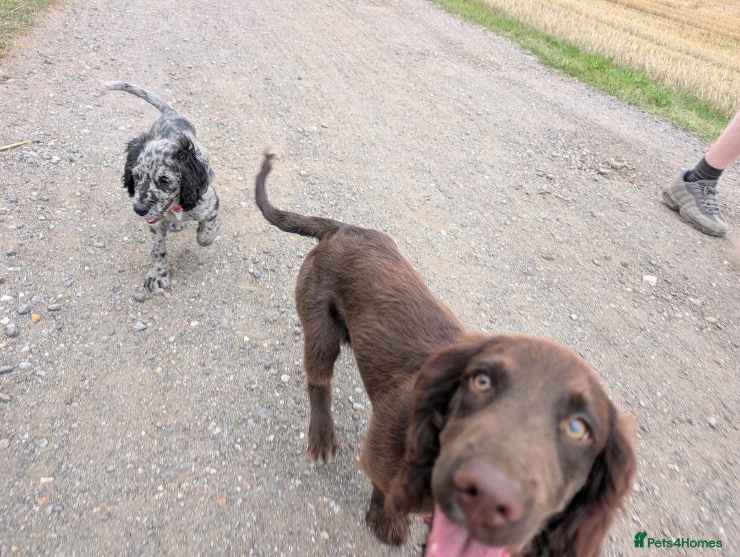 Sprocker dogs for sale: Male sprocker for sale £400 - Advert 5