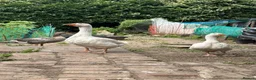 Geese poultry for sale: One gender with two female  - Advert 1
