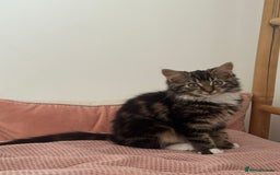 Siberian cats for sale: Siberian & Maine Coon Cross Female Cat Calico - Image 10