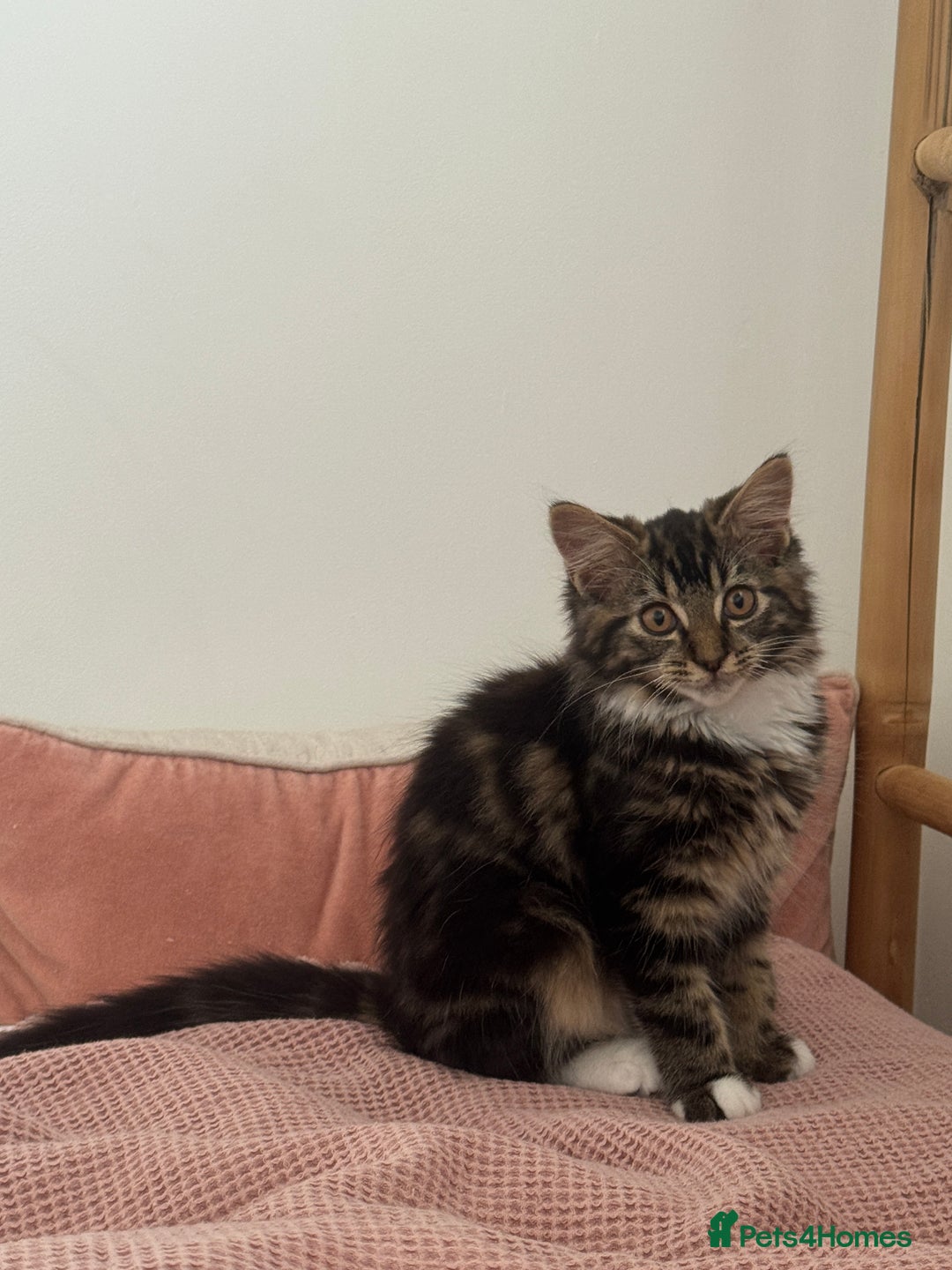 Siberian cats for sale: Siberian & Maine Coon Cross Female Cat Calico - Image 10
