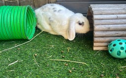 Mini Lop rabbits for sale: Male Rabbit  in Boston - Image 1