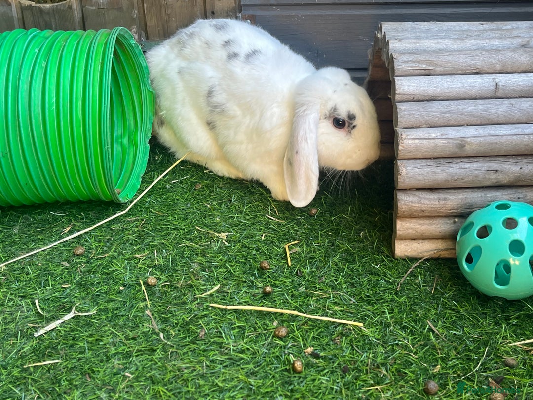 Mini Lop rabbits for sale: Male Rabbit  in Boston - Image 1