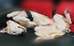 Lurcher dogs for sale: 7-8 year old Lurcher, My best friend.  - Advert 4