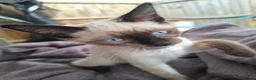Mixed Breed cats for sale: Beautiful, Kittens Ready for Loving Homes  - Advert 8