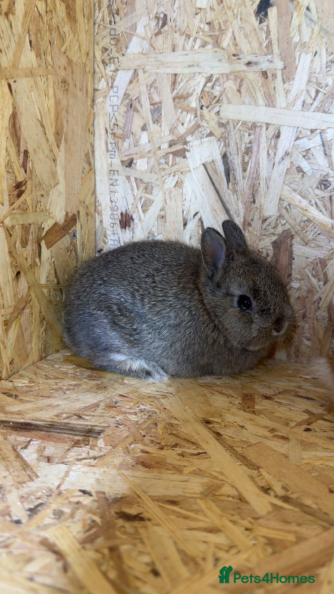 Netherland Dwarf rabbits for sale: Baby netherland dwarfs  - Advert 4