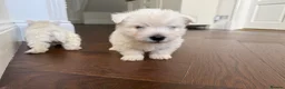 West Highland Terrier dogs for sale: Champion Bloodline, KC reg Puppies in Newark - Advert 5