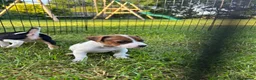Jack Russell dogs for sale: Jack Russell Pups in York - Advert 7