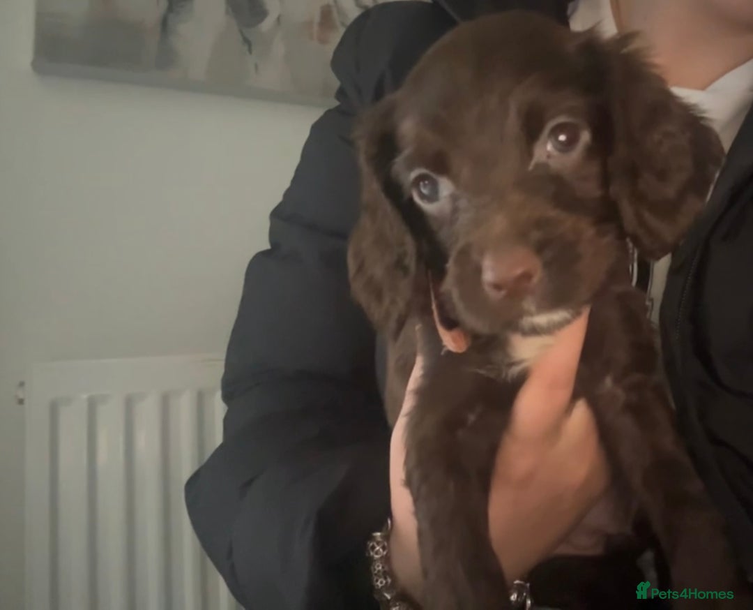 Cocker Spaniel dogs for sale: Cocker Spaniel Puppies🐕🐕 READY 30TH NOVEMBER 💙 - Advert 28