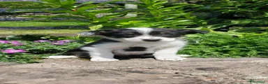 Border Collie Puppy 3