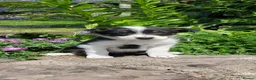 Border Collie dogs for sale: 4 Border Collie Puppies  - Advert 9