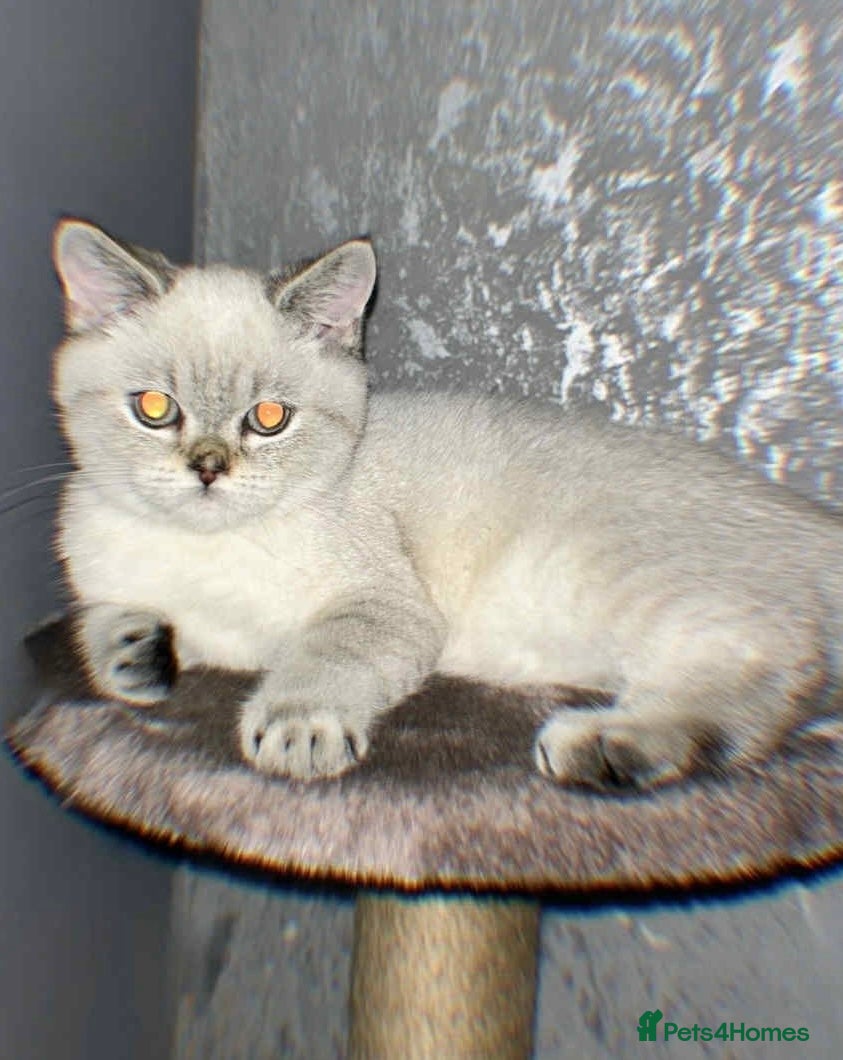 British Shorthair cats British shorthair male seal point LAST ONE TICA - Advert 17