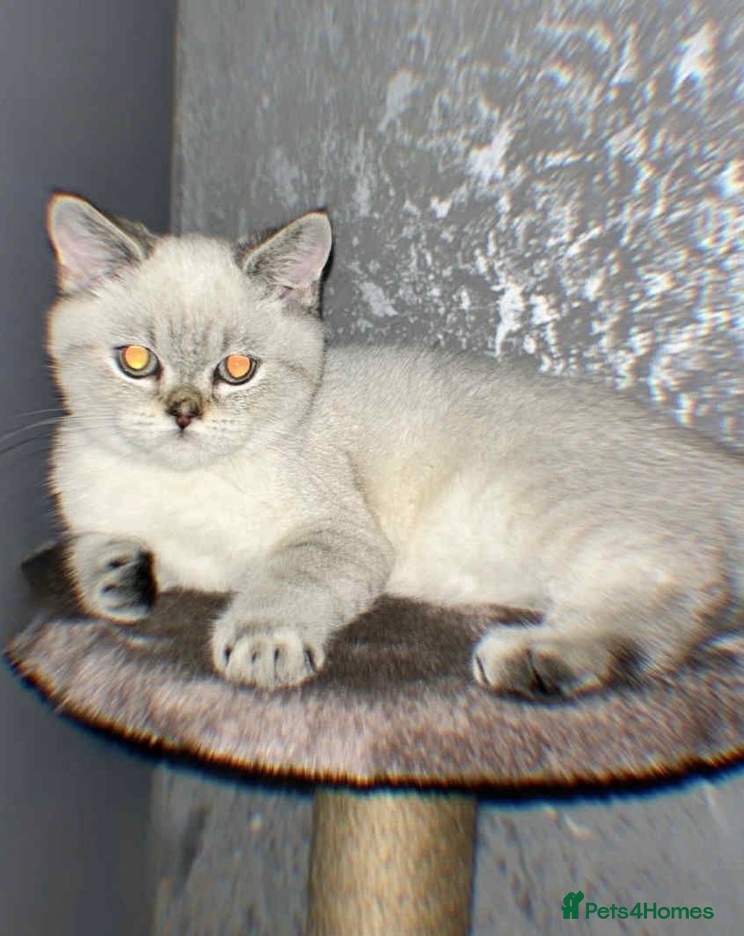 British Shorthair cats for sale: British shorthair male seal point LAST ONE TICA - Advert 1