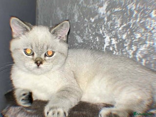 British Shorthair cats British shorthair male seal point LAST ONE TICA - Advert 8