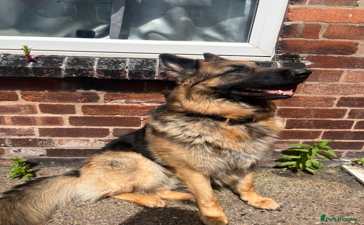 German Shepherd dogs - Advert 1