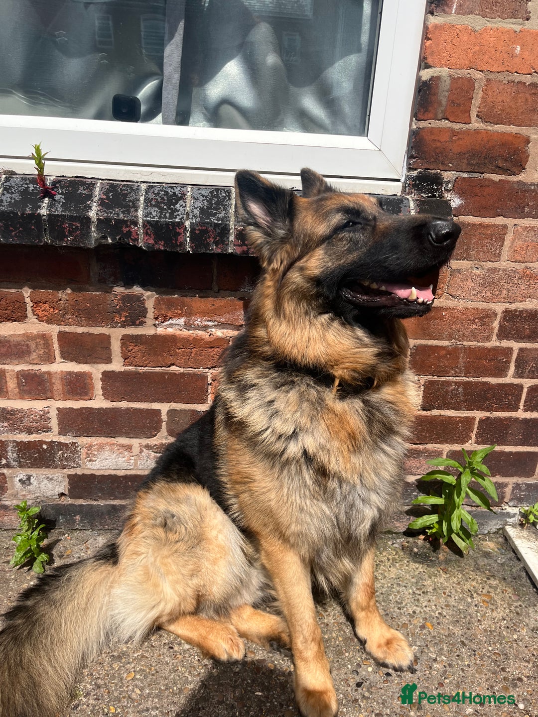 German Shepherd dogs for sale: German Shepherd Male  - Image 1
