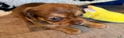 Mixed Breed dogs for sale: Schweenie pups  - Advert 3