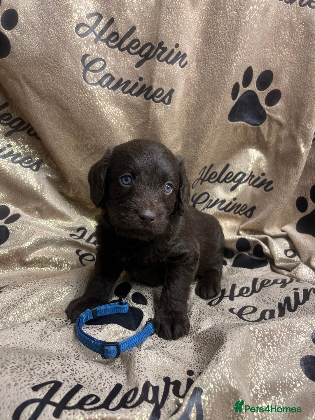 Labradoodle dogs for sale: 5 ⭐️ licensed Home breeder - Advert 1