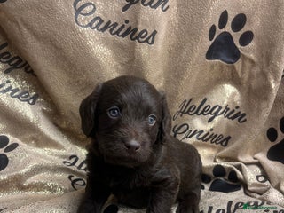 Labradoodle dogs 5 ⭐️ licensed Home breeder - Advert 1