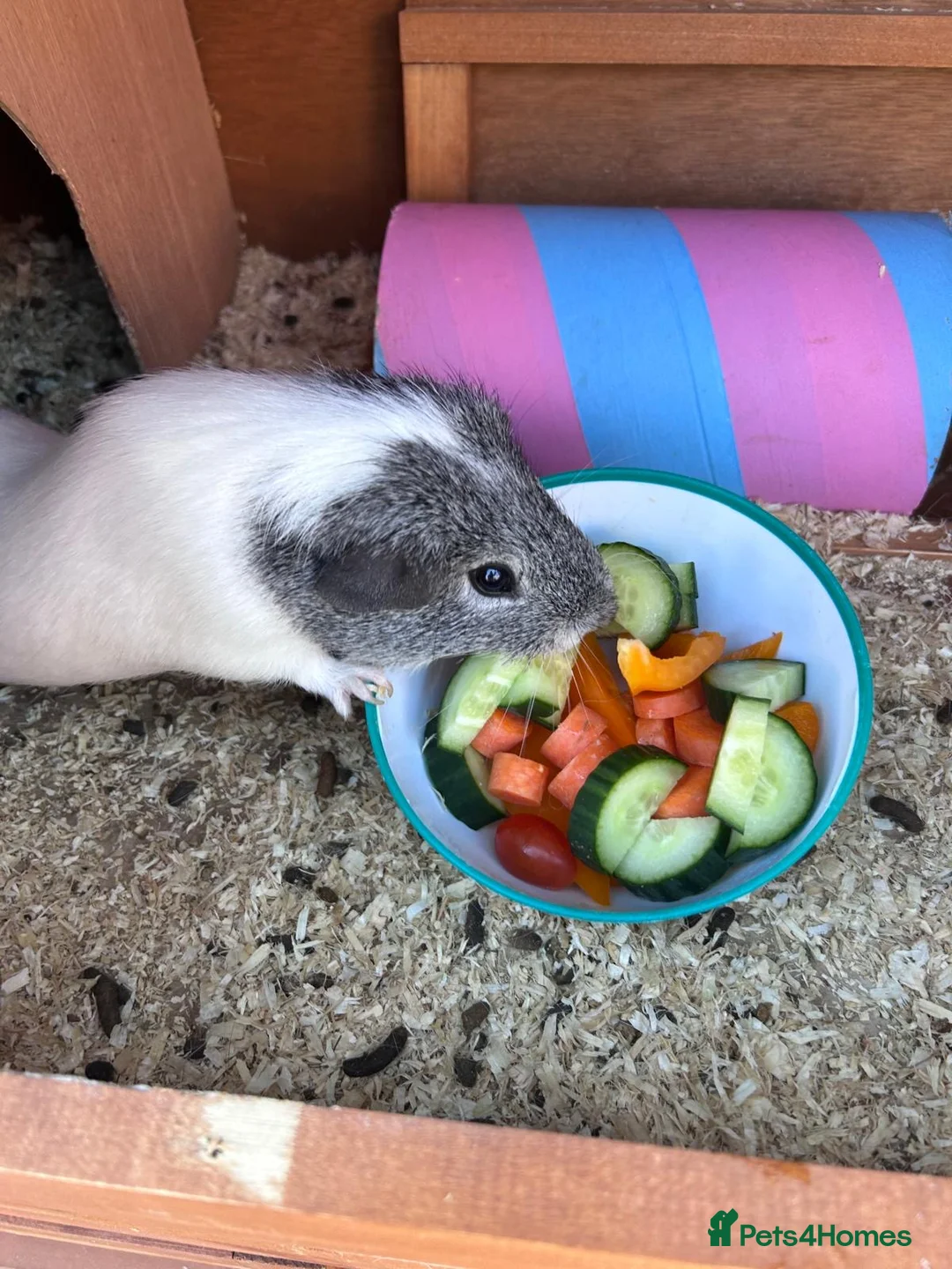 Guinea Pig rodents for sale: Male Guinea Pig For Sale in Sittingbourne - Advert 2