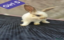 Mini Lop rabbits for sale: Mini plush lops  - Image 5