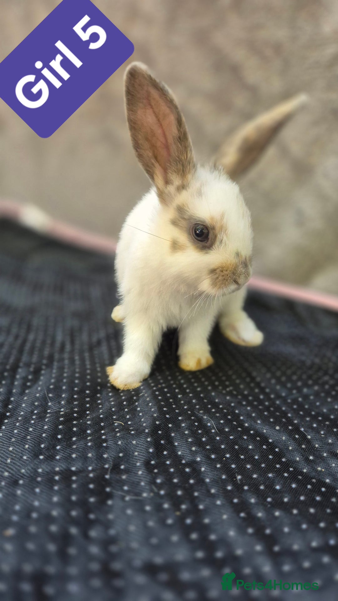 Mini Lop rabbits for sale: Mini plush lops  - Image 5