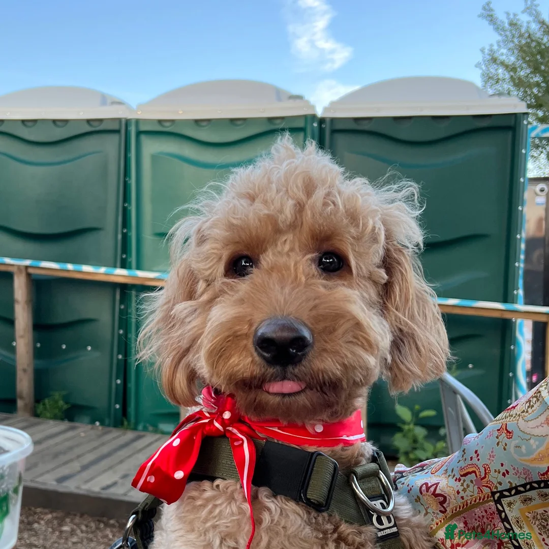 Goldendoodle dogs for stud: Proven Miniature Goldendoodle Stud – Noah 🐾 in London - Advert 7