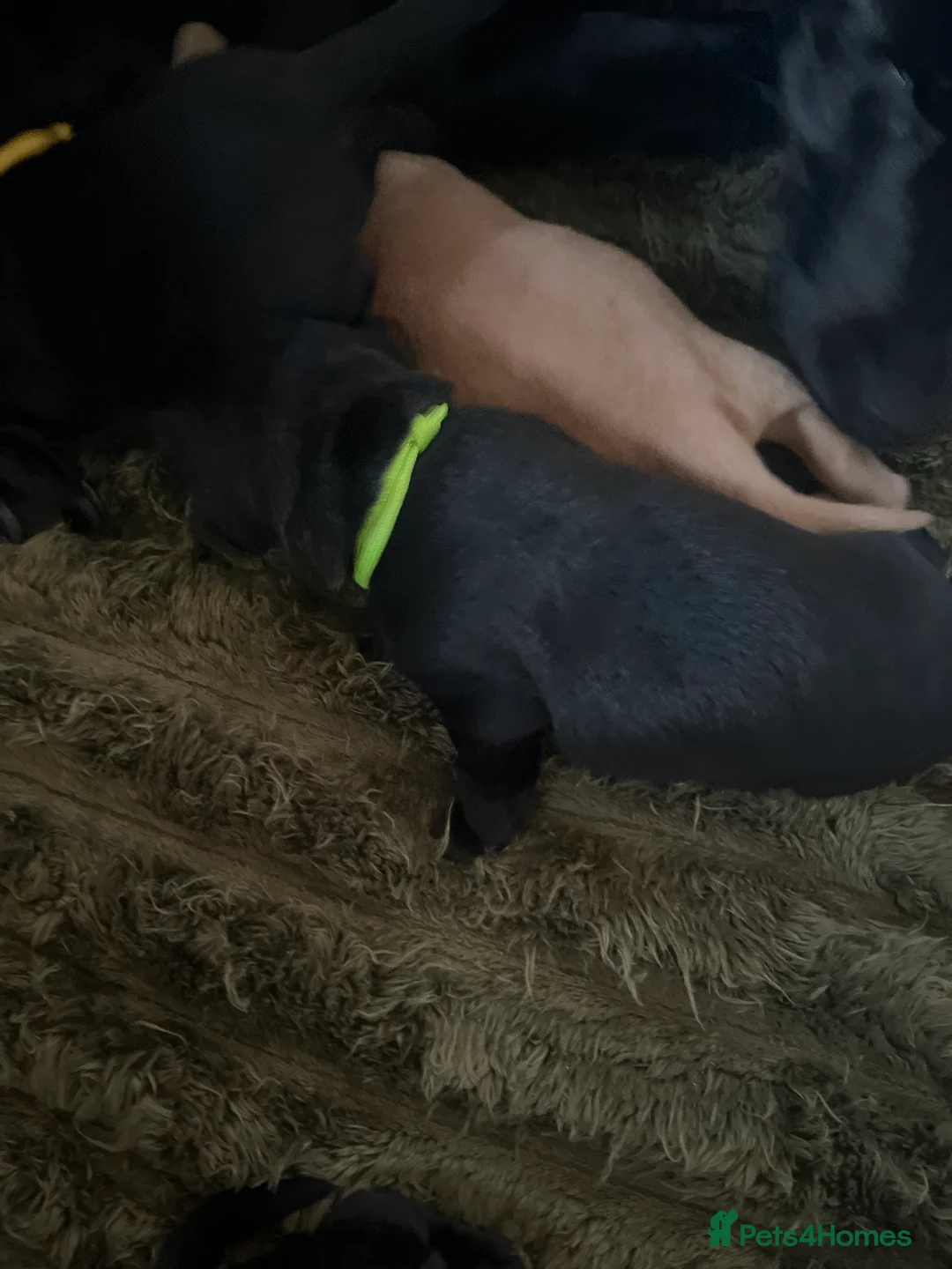 Labrador Retriever dogs for sale: Beautiful Labrador Retriever pups - Advert 13